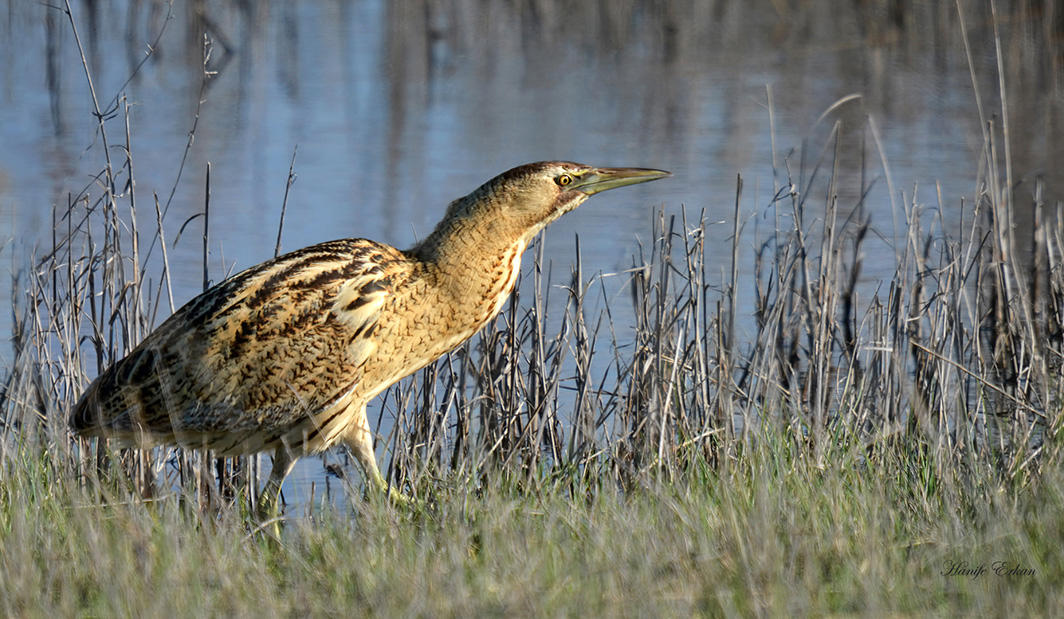 Eurasian Bittern