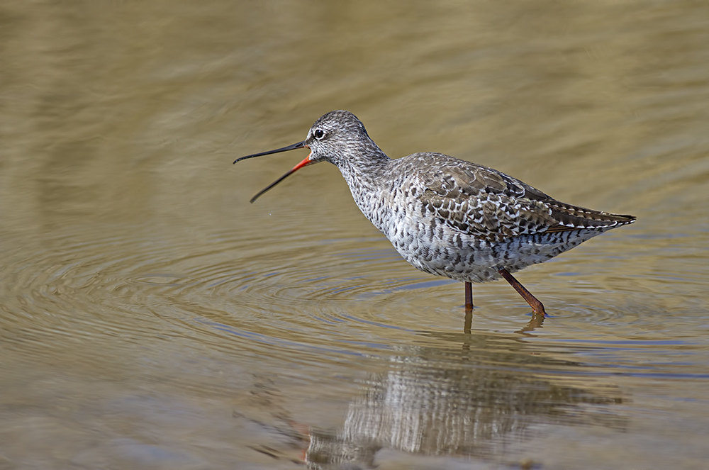 Spotted Redshank