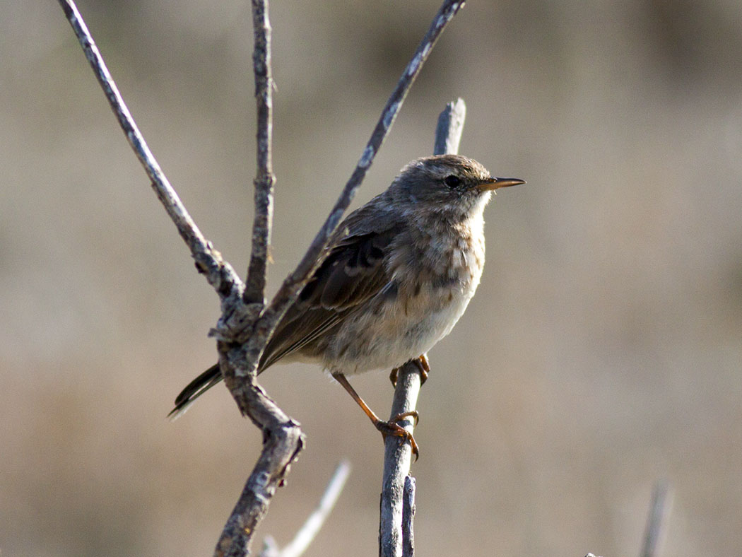 Water Pipit