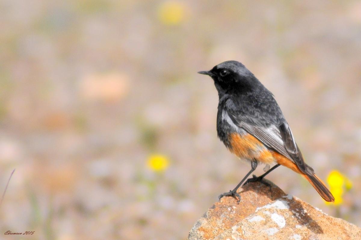 Black Redstart