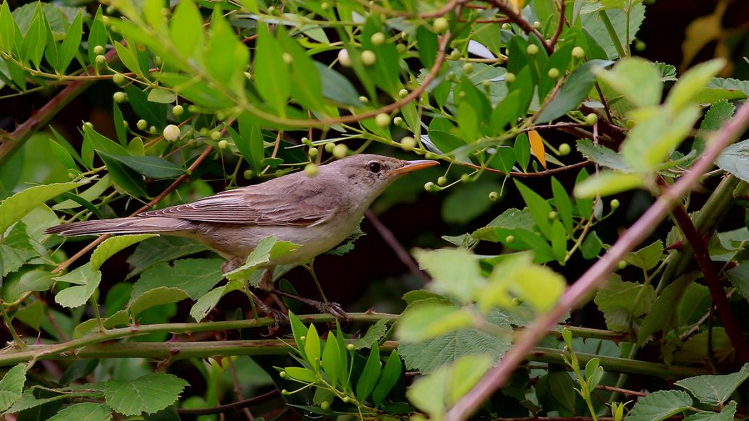 Olive-tree Warbler