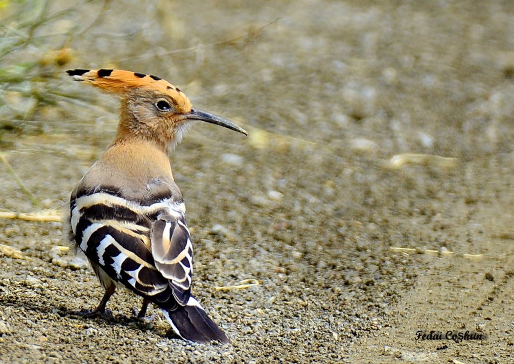 Common Hoopoe
