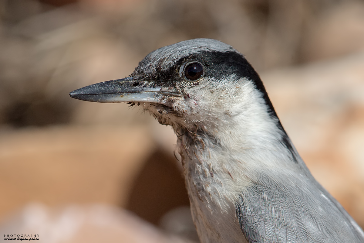 Western Rock Nuthatch