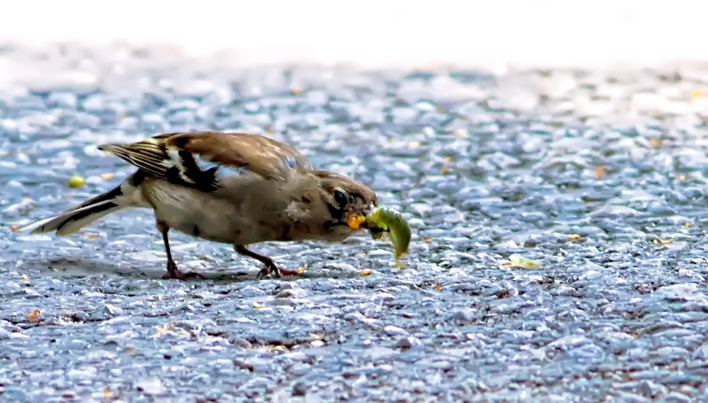 Eurasian Chaffinch