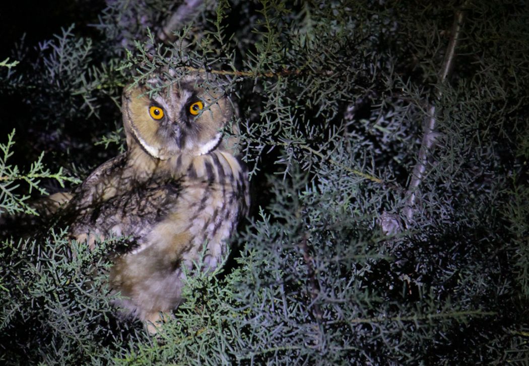 Long-eared Owl