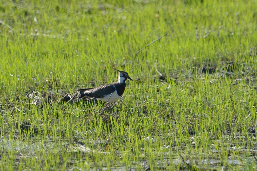 Northern Lapwing