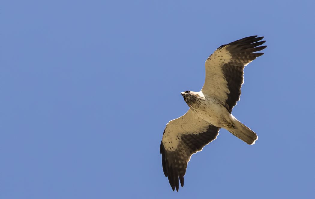 Booted Eagle
