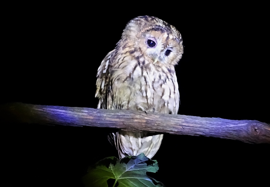 Tawny Owl