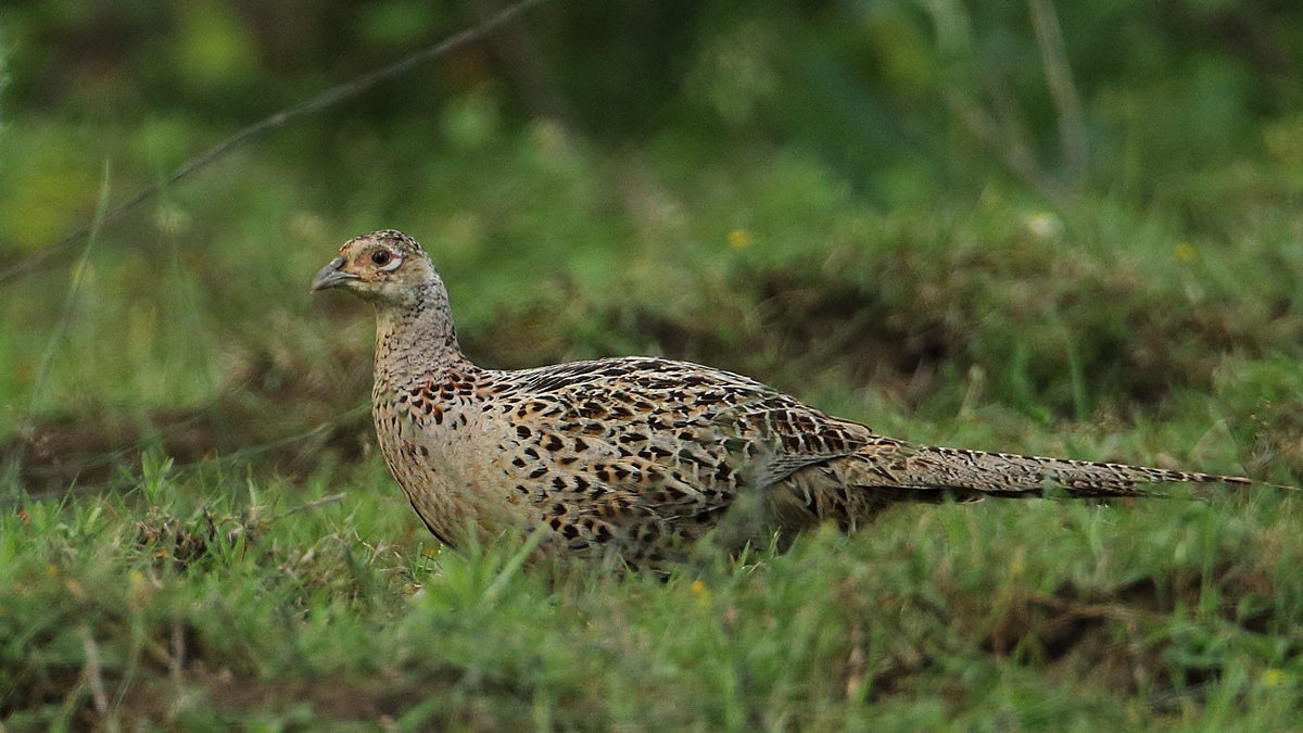 Common Pheasant
