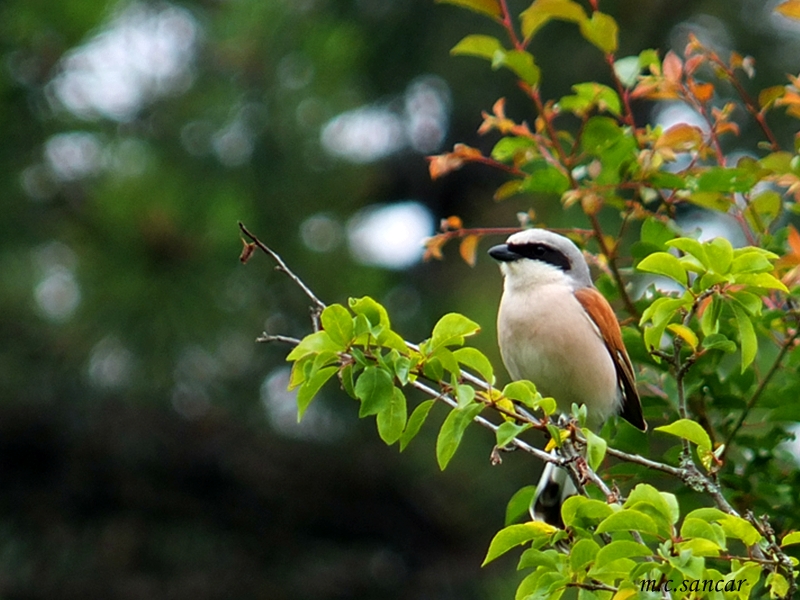 Red-backed Shrike