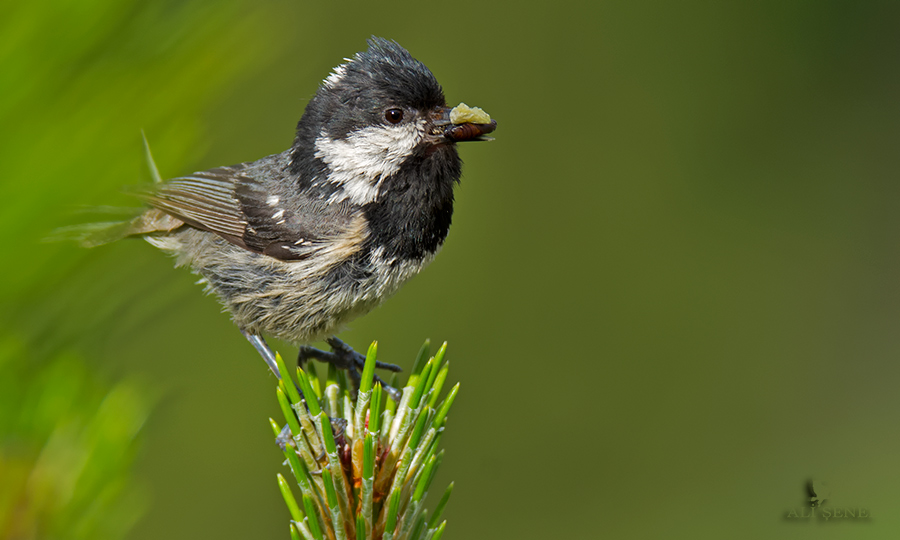 Coal Tit