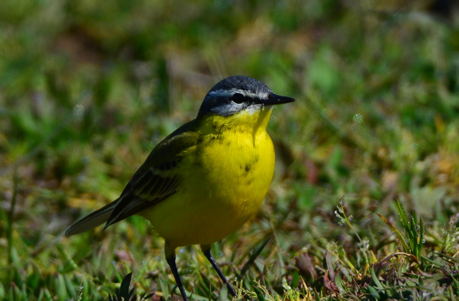 Western Yellow Wagtail