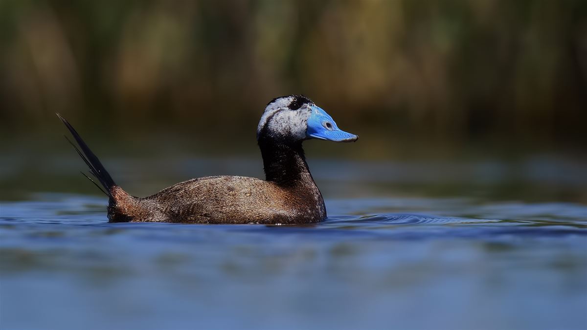 White-headed Duck