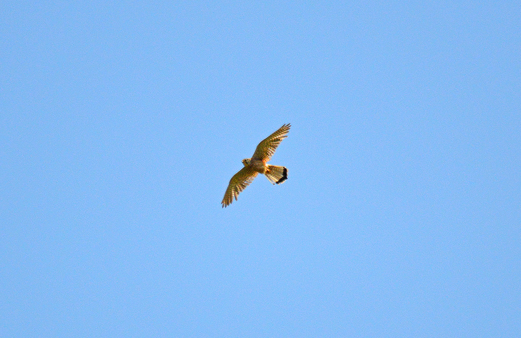Common Kestrel