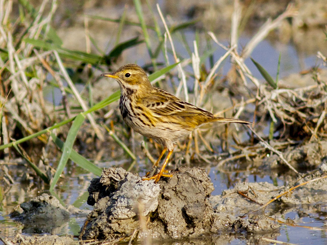 Meadow Pipit