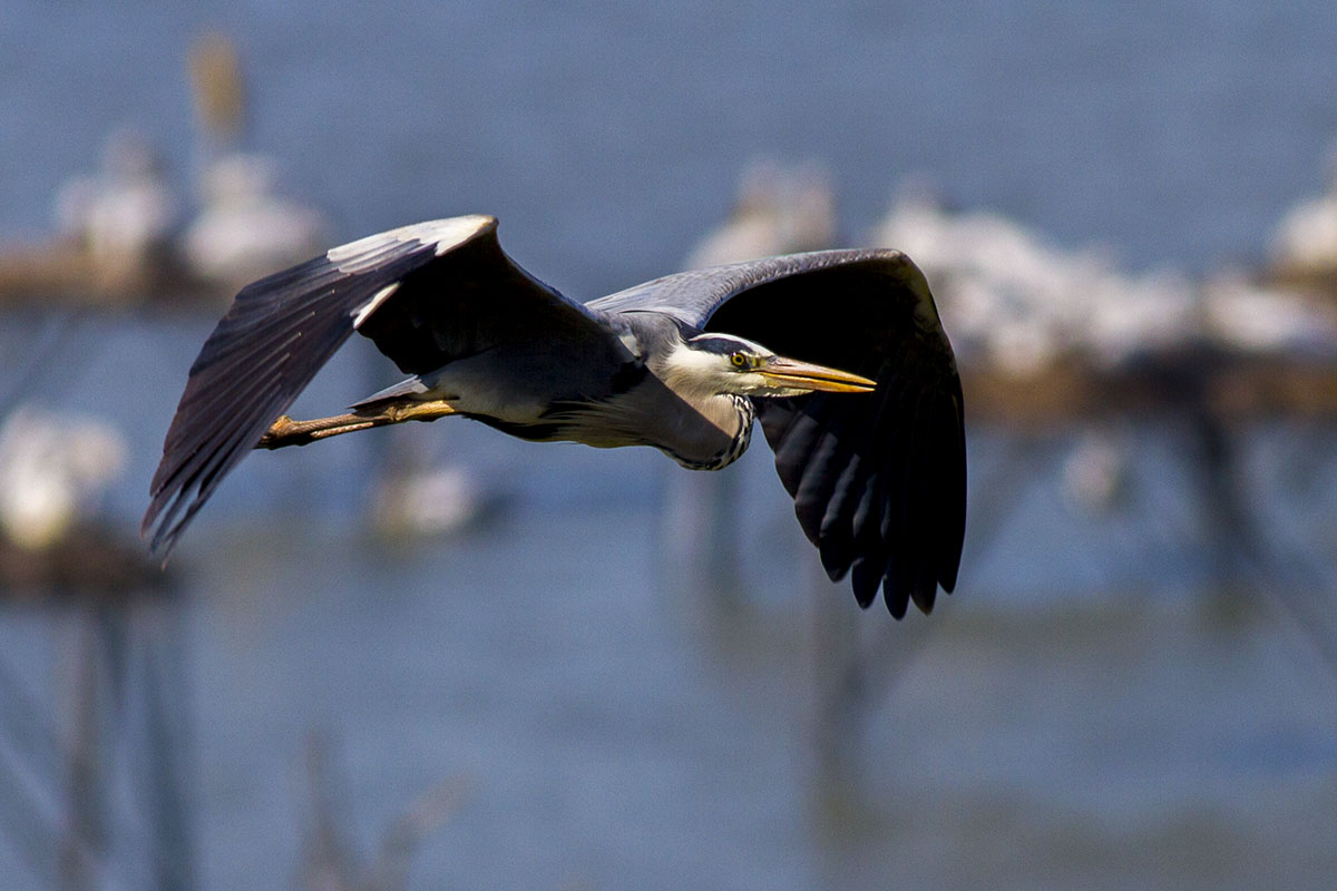 Grey Heron