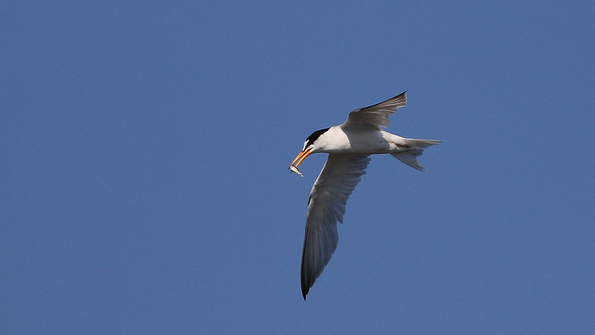 Little Tern