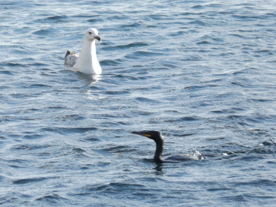 European Shag