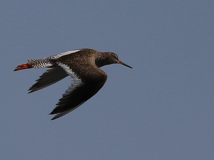Common Redshank