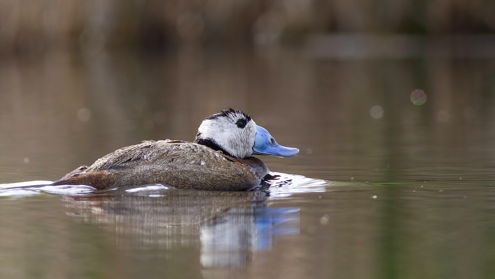 White-headed Duck