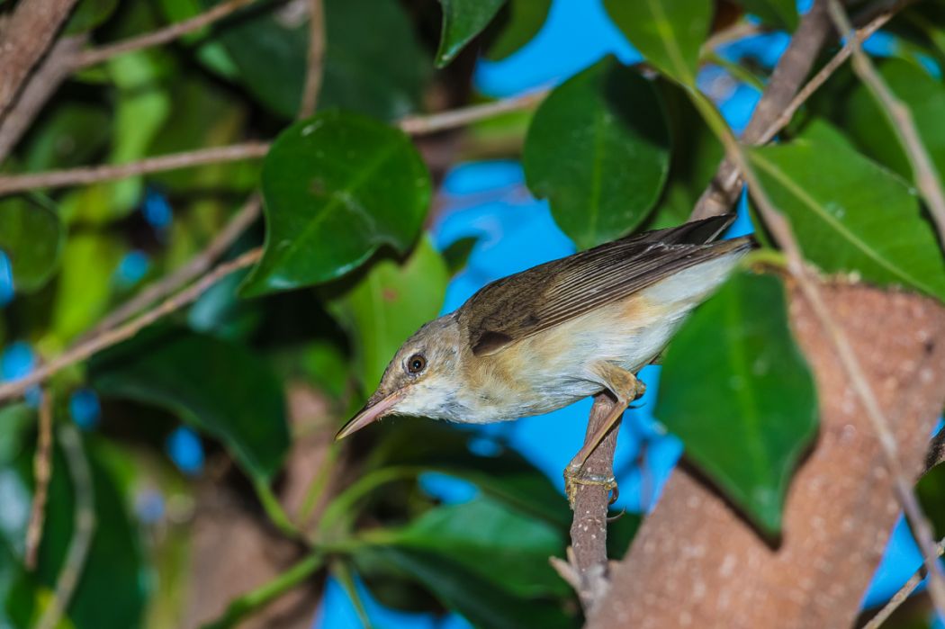 Olive-tree Warbler