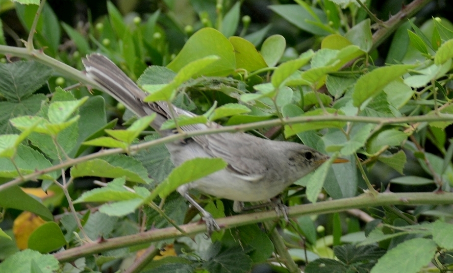 Olive-tree Warbler