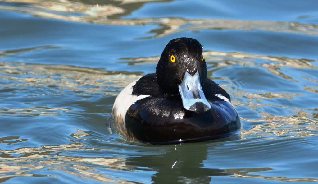 Tufted Duck