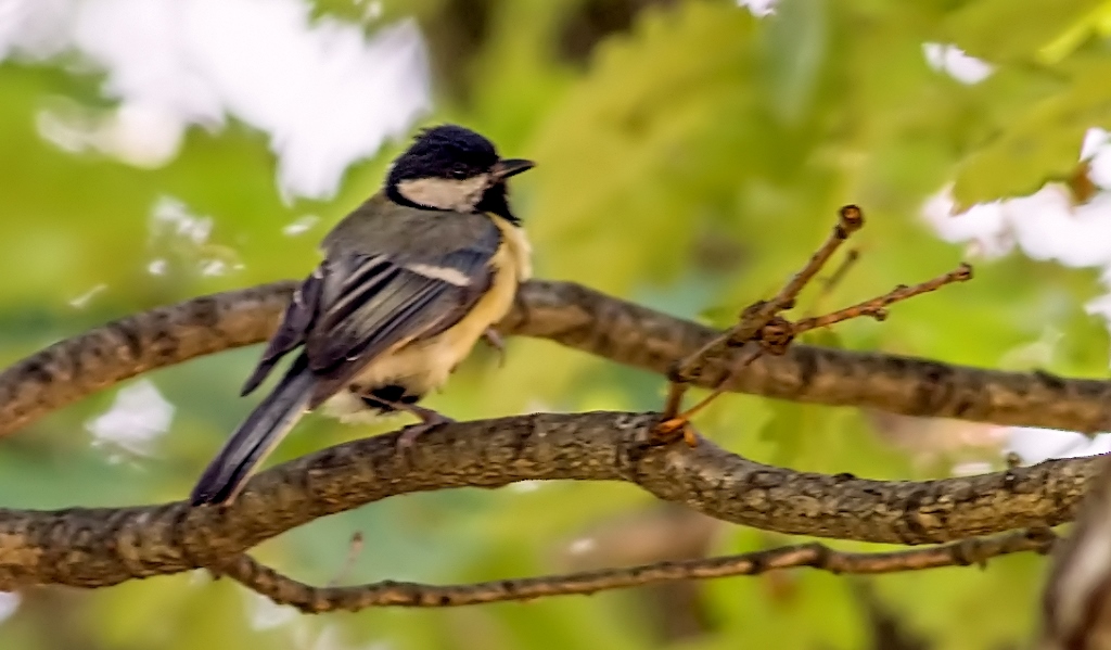 Great Tit
