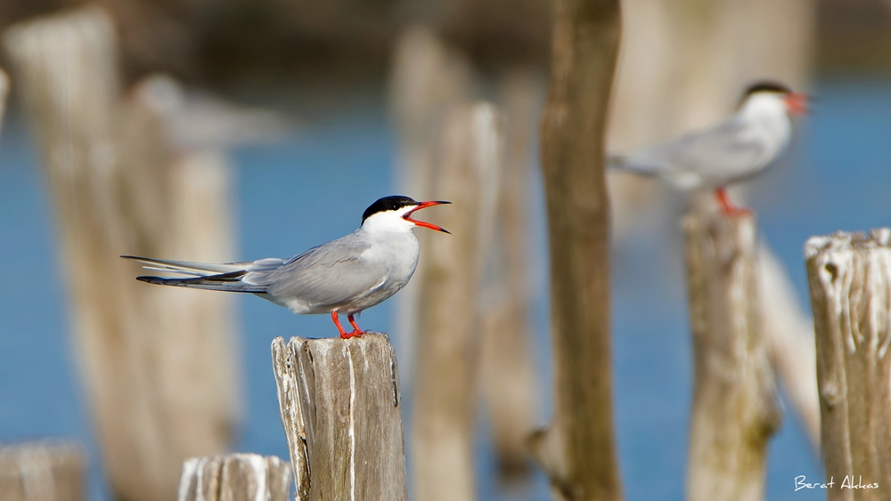 Common Tern