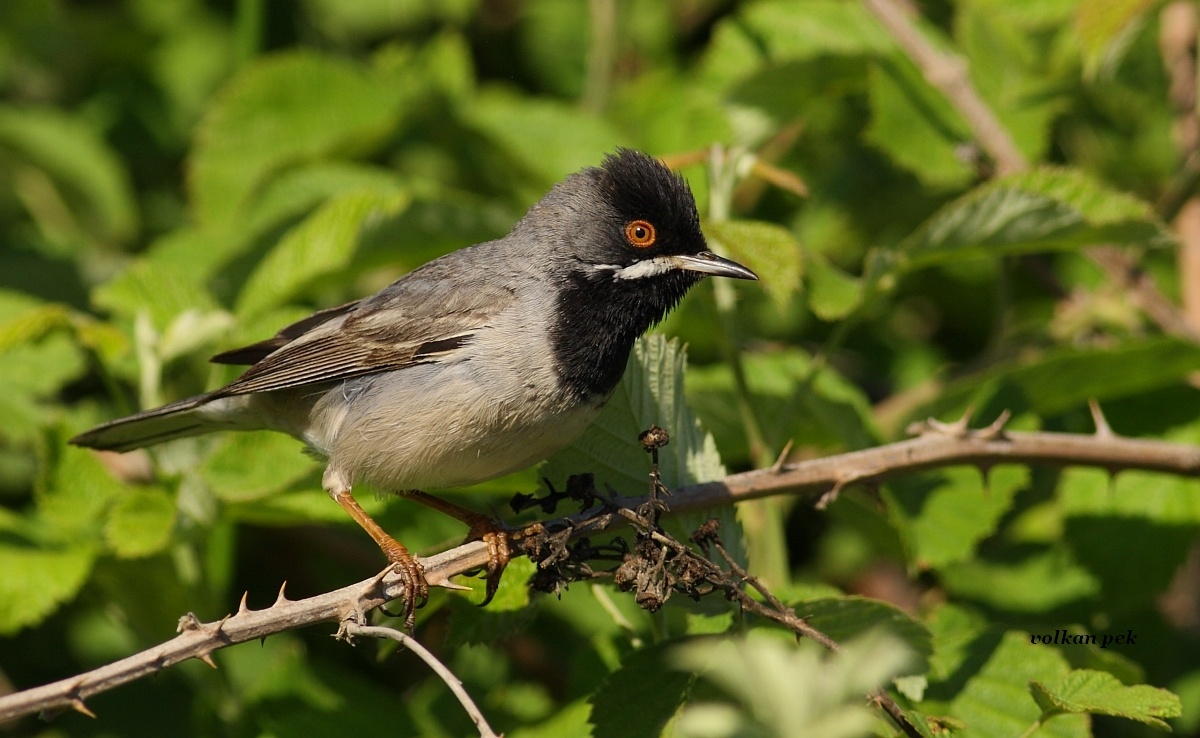 Rüppell`s Warbler