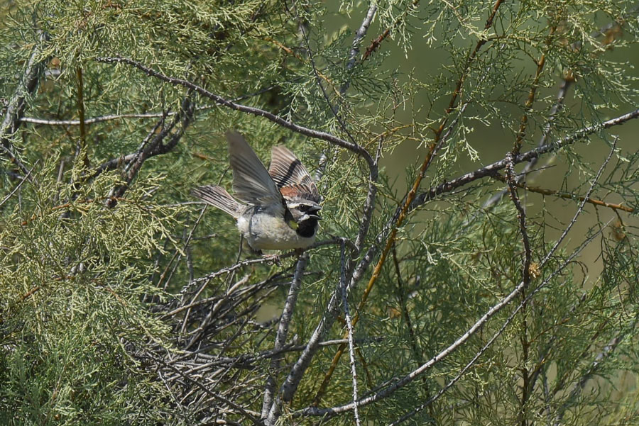 Dead Sea Sparrow