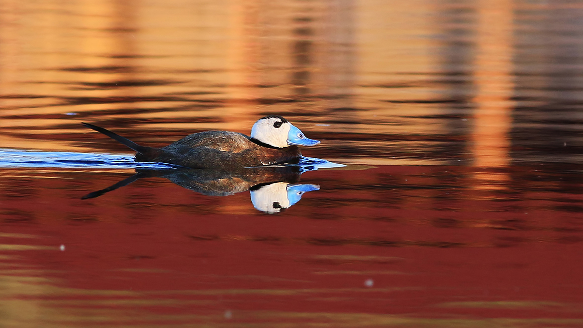 White-headed Duck