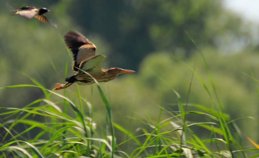 Little Bittern