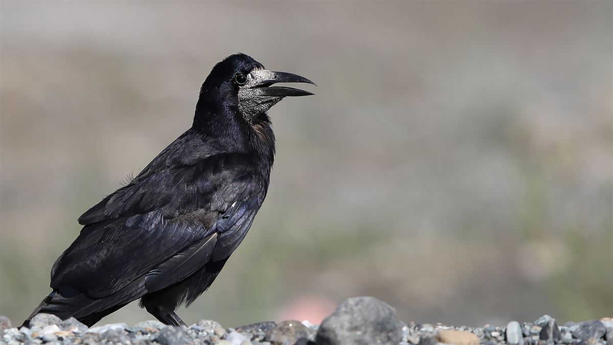 Rook