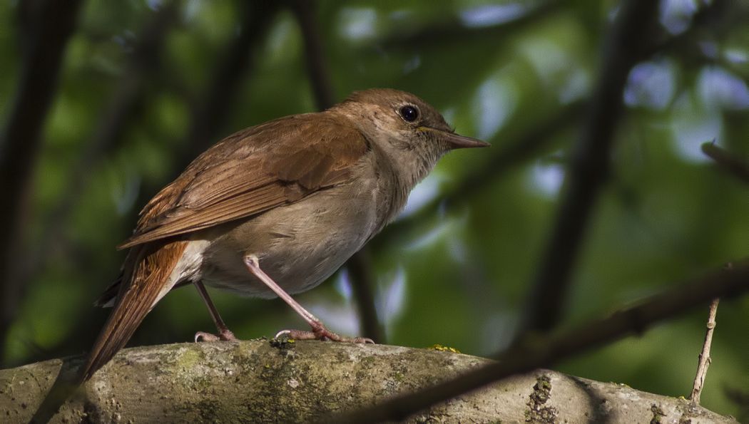 Common Nightingale