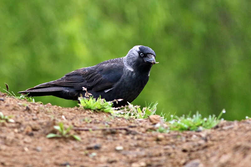 Western Jackdaw