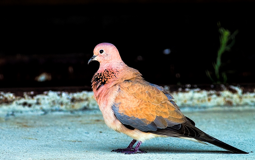 Laughing Dove