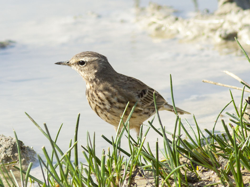 Water Pipit