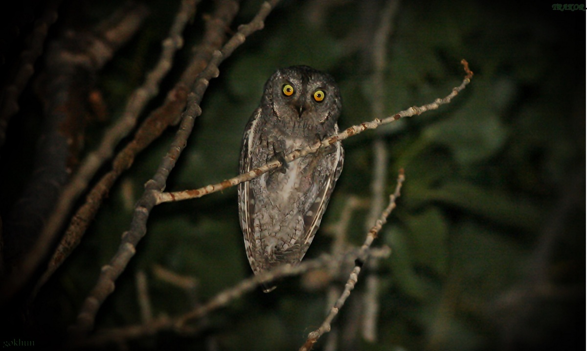 Eurasian Scops Owl