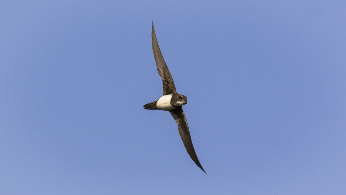 Alpine Swift