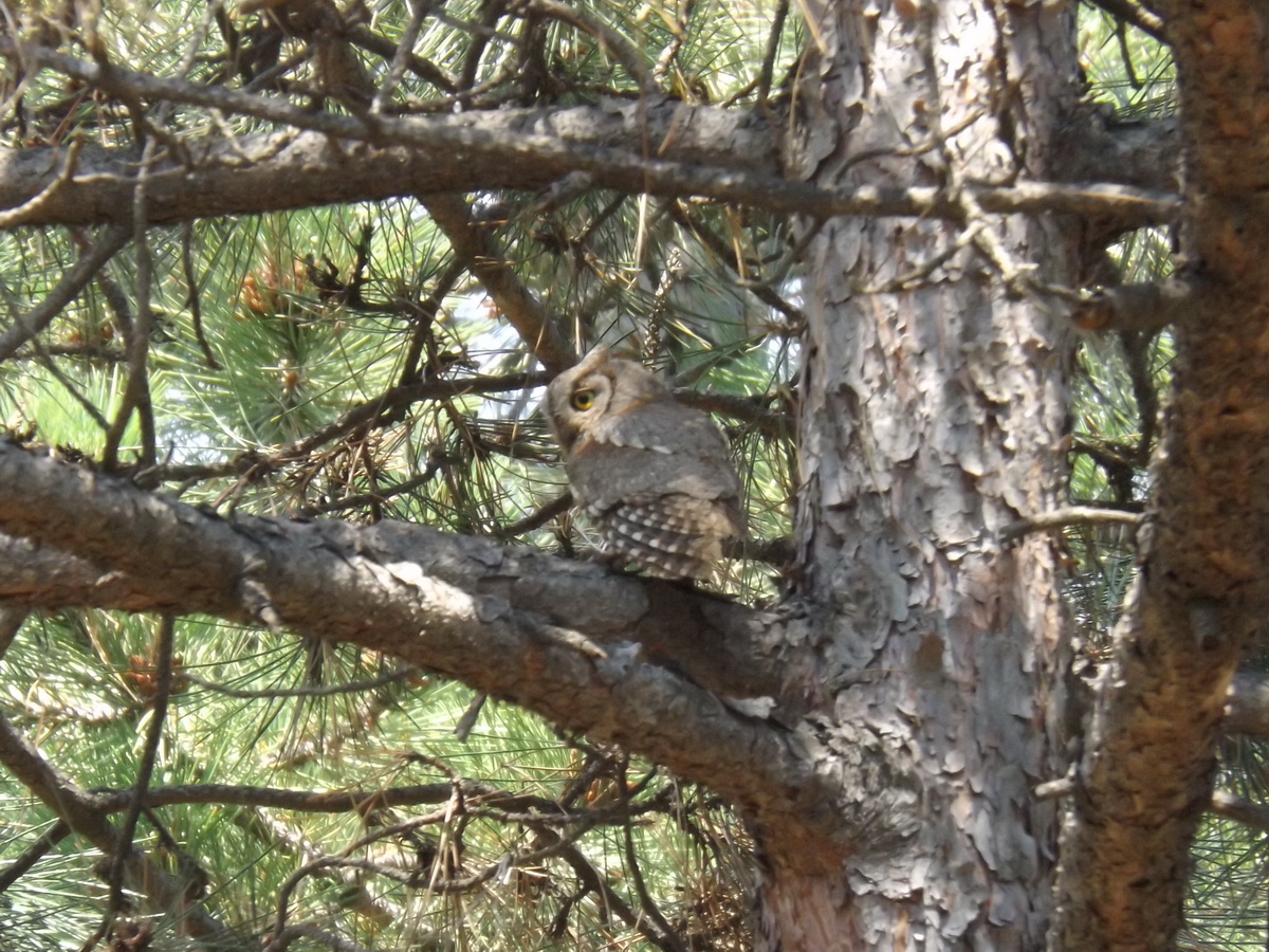 Eurasian Scops Owl