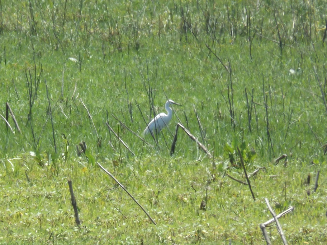 Little Egret