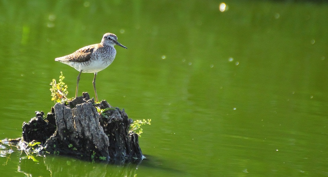 Wood Sandpiper