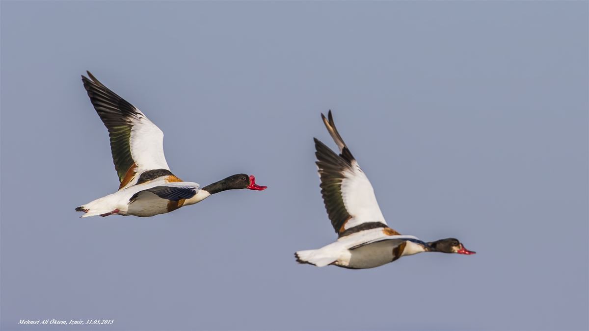 Common Shelduck