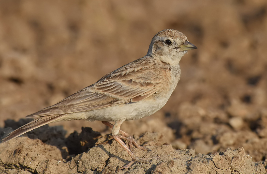 Greater Short-toed Lark