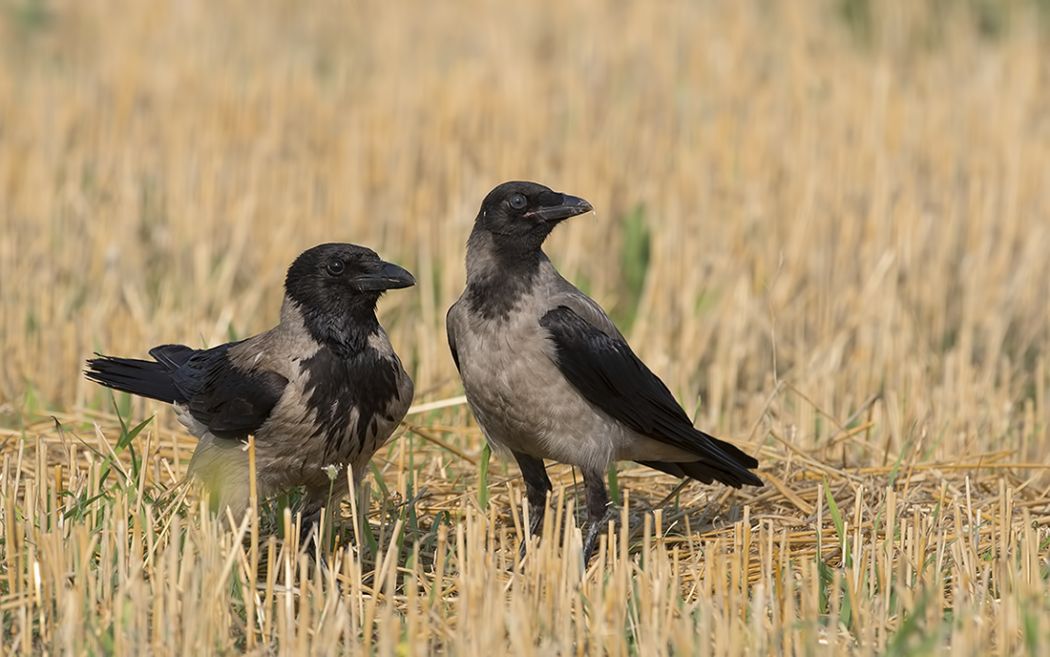 Hooded Crow