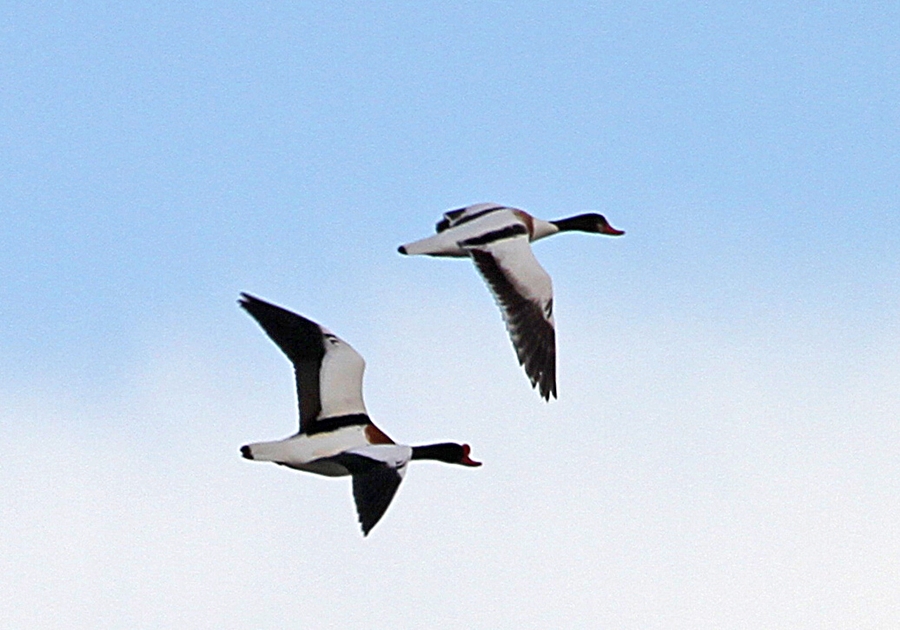 Common Shelduck