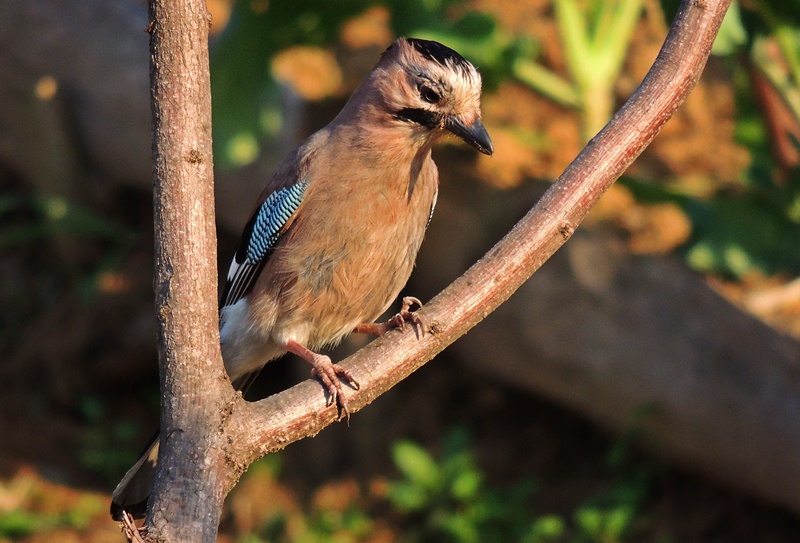 Eurasian Jay