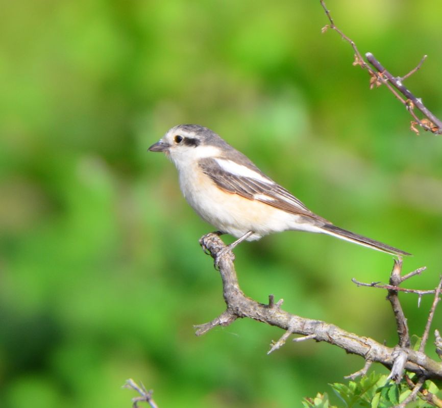 Masked Shrike