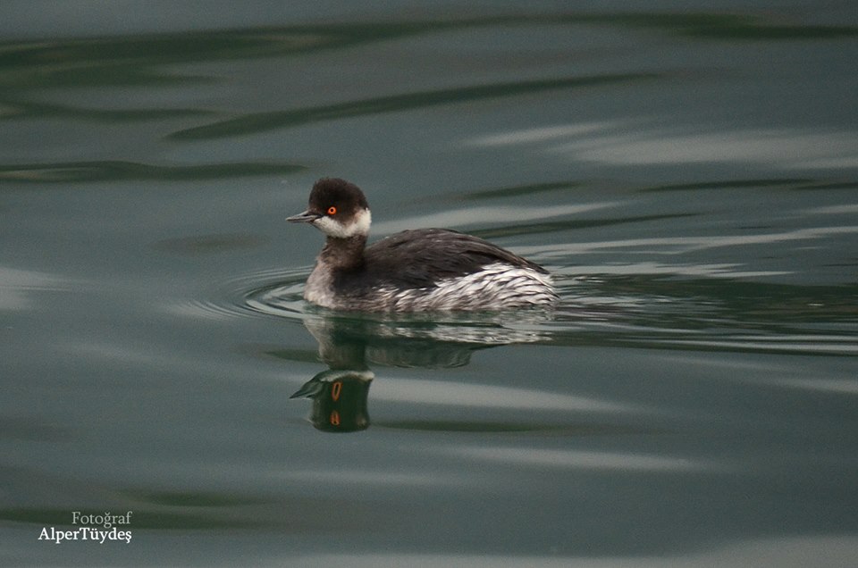 Black-necked Grebe